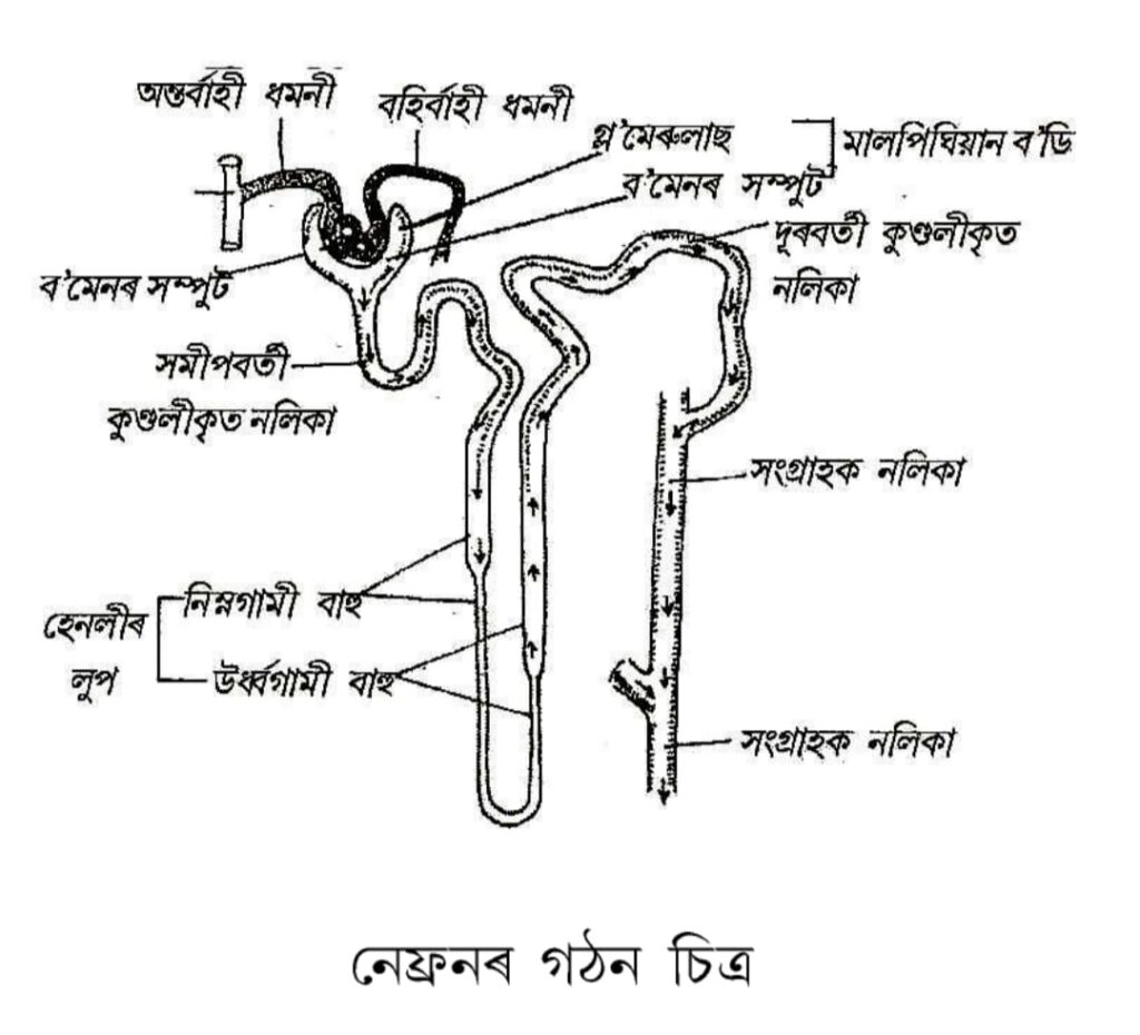 নেফ্রনৰ গঠন চিত্র