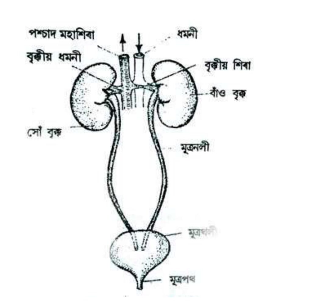 মূত্রথলী