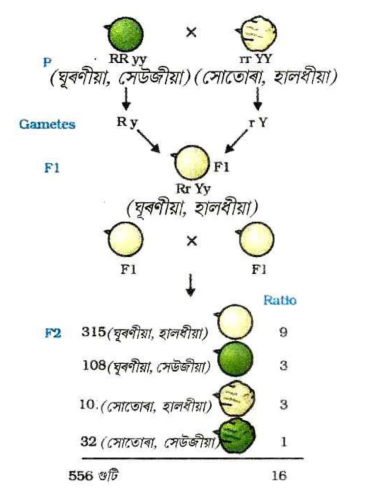 মেণ্ডেলে