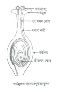 সপুষ্পক উদ্ভিদৰ যৌন প্রজনন প্রক্রিয়া